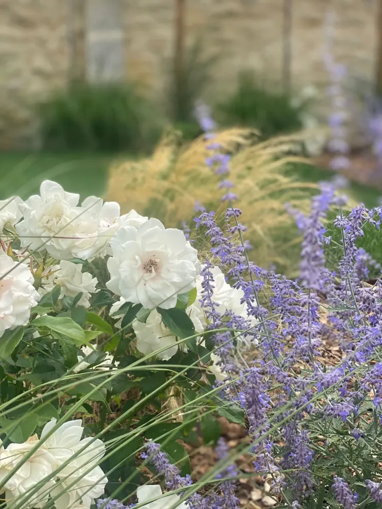 entretien de jardin - medoc -ferre paysages