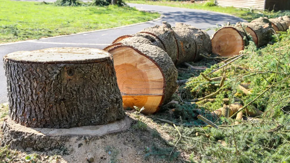 Abattage d'arbres près de Talais